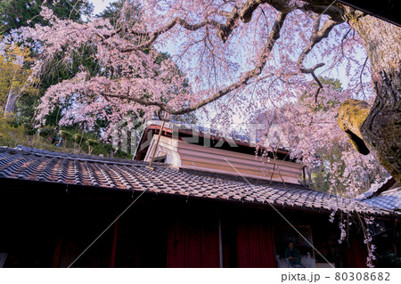 京都市西京区大原野にある十輪寺の桜を撮影 80308682