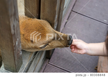 手 子供 交感神経 80308848