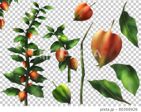 ホオズキのイラストセットのイラスト素材 ホオズキのイラストセットのイラスト素材