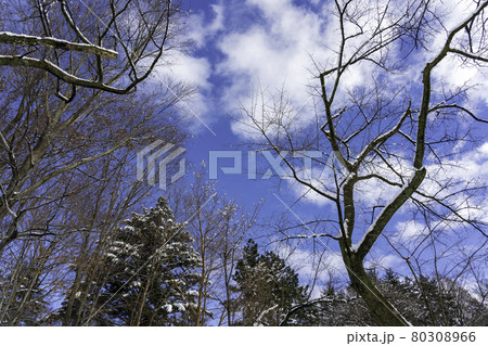 新雪に包まれて冬らしい佇まいになった公園 新雪に包まれて冬らしい佇まいになった公園 80308966