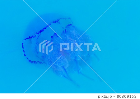 Purple large jellyfish close-up swims under blue clear clean seawater background 80309155