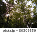森林浴 80309359
