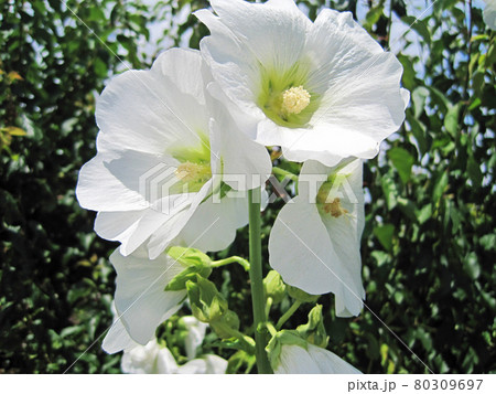 白いタチオアイの花 白いタチオアイの花 80309697
