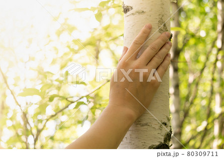 female hand gently touches the trunk of a birch tree on a sunny natural background female hand gently touches the trunk of a birch tree on a sunny natural background 80309711
