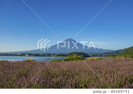 夏　富士山 80309741