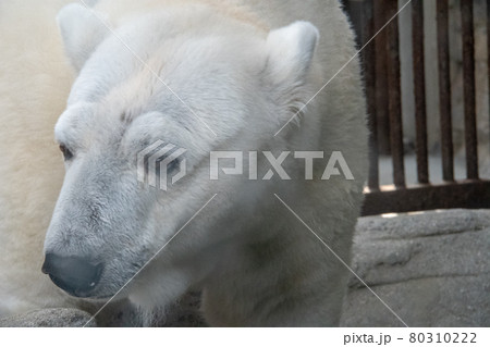 愛媛県松山市とべ動物園の人気者　白くまピース 80310222