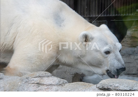 愛媛県松山市とべ動物園の人気者　白くまピース 80310224