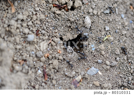 アリの巣 80310331