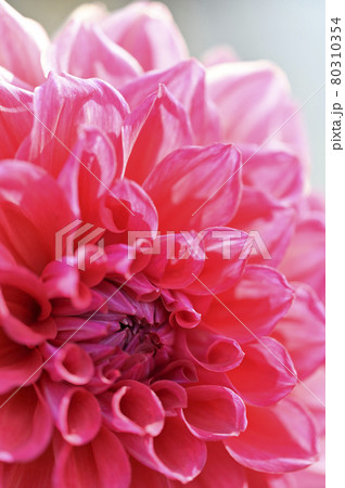 ダリアの花 ダリアの花 80310354