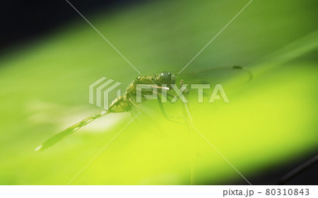 待ち伏せ場所を点々と変え、ススキの葉に向こうにある枯れ草にとまるシオカラトンボ1 80310843