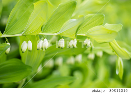 Polygonatum or solomons seal closeup. Beautiful floral summer background. Green leaves texture. Garden plant with white flowers. Polygonatum or solomons seal closeup. Beautiful floral summer background. Green leaves texture. Garden plant with white flowers. 80311016