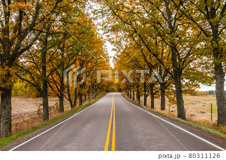 View of road with oak trees alley at autumn View of road with oak trees alley at autumn 80311126