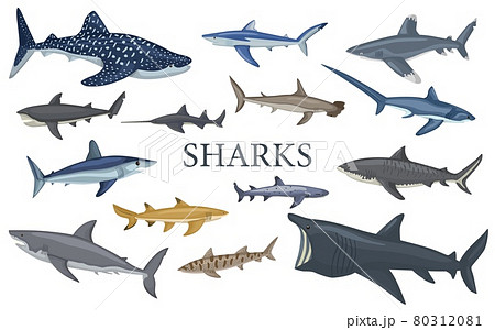 Set shark isolated on white background in flat. Different kind of sharks. Set shark isolated on white background in flat. Different kind of sharks. 80312081