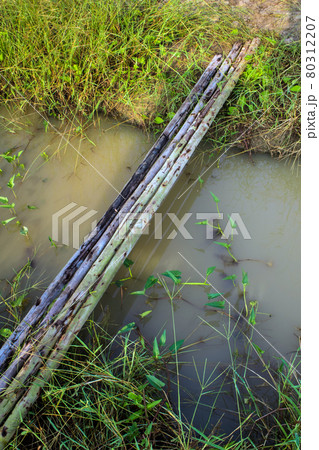 Trunks of eucalyptus placed for temporary bridge 80312207