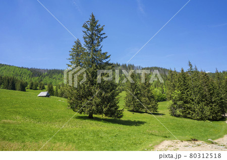 Kalatowki Glade in June. Western Tatra Mountains. 80312518