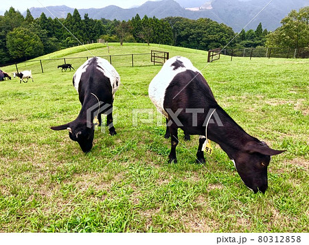 草を食む高原牧場のヤギ 80312858