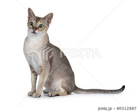 Young Singapura cat on white background Young Singapura cat on white background 80312887