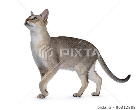 Young Singapura cat on white background Young Singapura cat on white background 80312888
