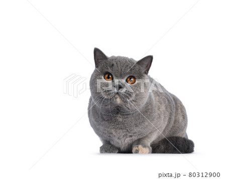 Tortie British Shorthair cat on white background Tortie British Shorthair cat on white background 80312900