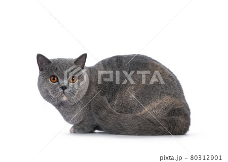 Tortie British Shorthair cat on white background Tortie British Shorthair cat on white background 80312901