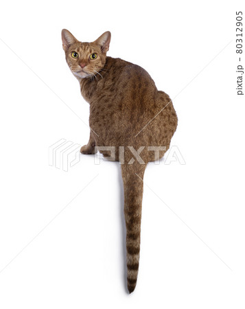 Adult Ocicat cat on black background Adult Ocicat cat on black background 80312905