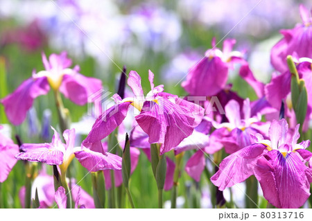 堀切菖蒲園　色とりどりの花菖蒲　　　　 80313716