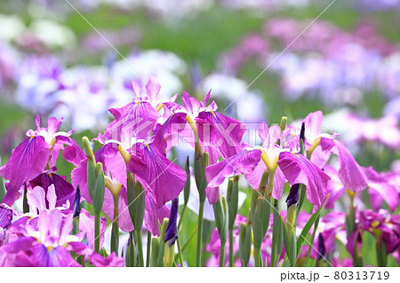 堀切菖蒲園 色とりどりの花菖蒲 堀切菖蒲園 色とりどりの花菖蒲 80313719