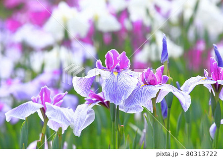 堀切菖蒲園 色とりどりの花菖蒲 堀切菖蒲園 色とりどりの花菖蒲 80313722