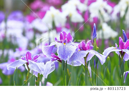 堀切菖蒲園 色とりどりの花菖蒲 堀切菖蒲園 色とりどりの花菖蒲 80313723