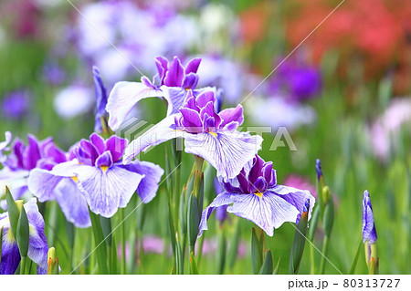 堀切菖蒲園　色とりどりの花菖蒲　　　　 80313727