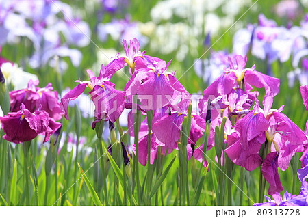 堀切菖蒲園　色とりどりの花菖蒲　　　　 80313728