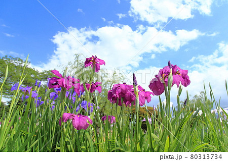 堀切菖蒲園 色とりどりの花菖蒲 堀切菖蒲園 色とりどりの花菖蒲 80313734