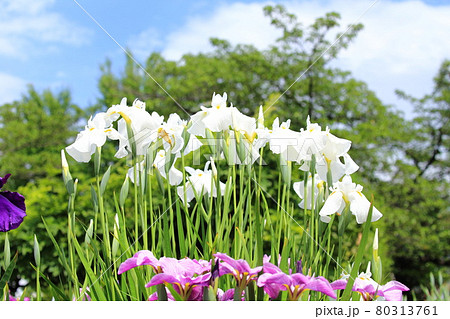 堀切菖蒲園 白とピンク色の花菖蒲 堀切菖蒲園 白とピンク色の花菖蒲 80313761
