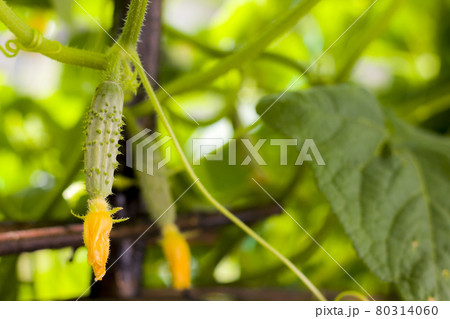small cucumber growing in garden small cucumber growing in garden 80314060