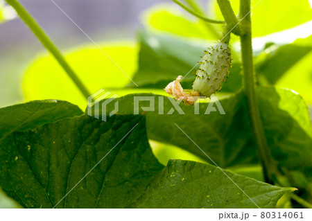 one small cucumber growing in garden one small cucumber growing in garden 80314061