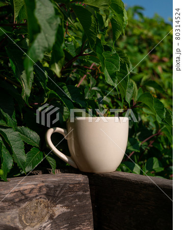 White porcelain tea cup on the wooden balcony green wild grapes background. Warm healthy herbal drink.Weekend breakfast. 80314524