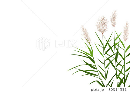 Vector hand drawing sketch with reeds. Vector hand drawing sketch with reeds. 80314551