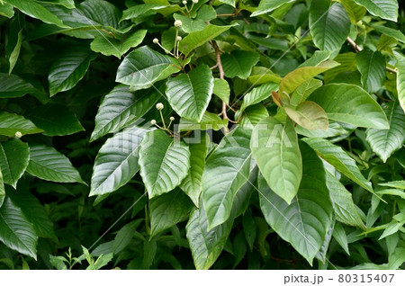 カンレンボクの葉 カンレンボクの葉 80315407