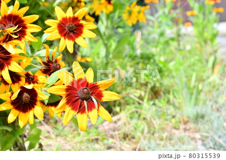 ルドべギア 80315539