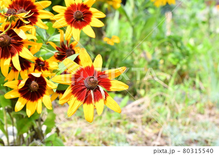 ルドべギアの花 80315540