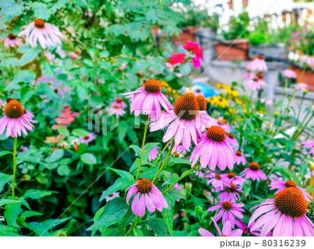 Purple coneflower or pink black eyed susan flowers, rudbeckia hirta 80316239