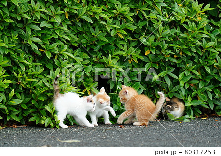 野良猫の可愛い子猫達がお母さんといっしょの写真素材