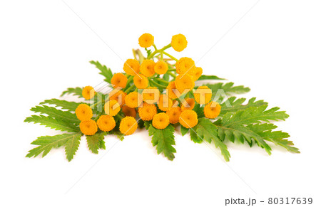 Tansy or Tanacetum vulgare flowers, isolated on white background. Medicinal herbal plant. Tansy or Tanacetum vulgare flowers, isolated on white background. Medicinal herbal plant. 80317639