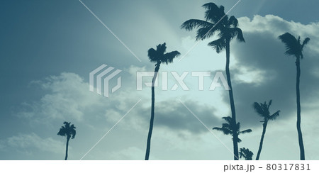 Silhouettes of palm trees are under cloudy sky Silhouettes of palm trees are under cloudy sky 80317831