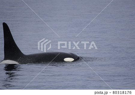 水面を泳ぐシャチ 水面を泳ぐシャチ 80318176