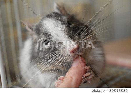 デグー　ふれあい1 80318386