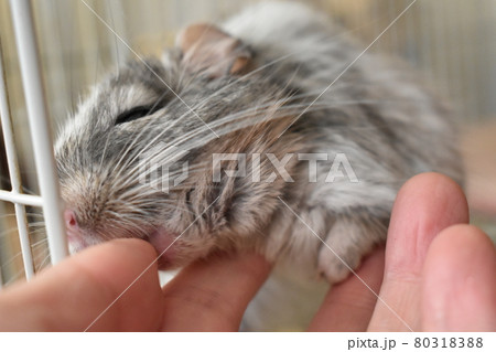 デグーー　ふれあい3 80318388