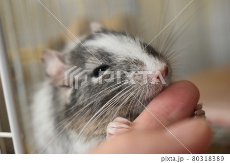 デグー　ふれあい4 80318389