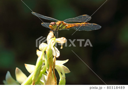花が終わったオオバギボウシの花茎に止まるアキアカネ 福島県只見町 花が終わったオオバギボウシの花茎に止まるアキアカネ 福島県只見町 80318489
