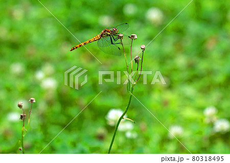 草原の花が終わったハルジオンに止まるアキアカネ　福島県只見町 80318495